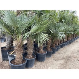Kínai kenderpálma (170-190 cm magas) Kínai kenderpálma (170-190 cm magas)