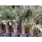 Kínai kenderpálma (170-190 cm magas)