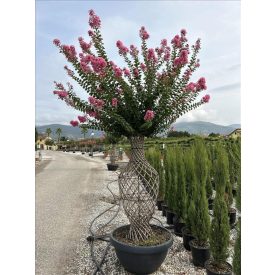 Kínai selyemmirtusz (Váza) Kínai selyemmirtusz (Váza)