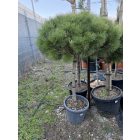 Pinus Nigra "Brepo" (150 cm)