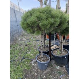 Pinus Nigra "Brepo" (150 cm)