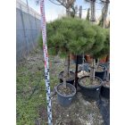 Pinus Nigra "Brepo" (150 cm)