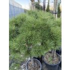 Pinus Nigra "Brepo" (150 cm)