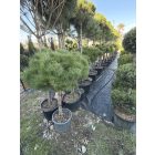 Pinus Nigra "Brepo" (150 cm)