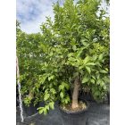 Citromfa (Citrus limon)