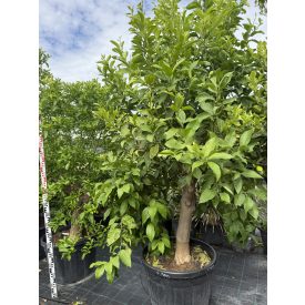 Citromfa (Citrus limon)