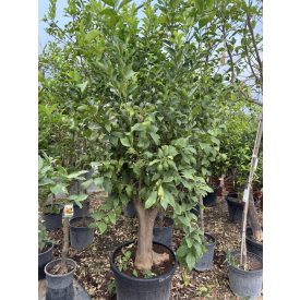 Citromfa (Citrus limon)