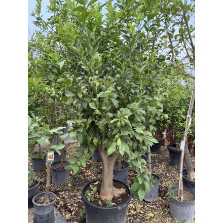Citromfa (Citrus limon)