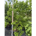 Citromfa (Citrus limon)