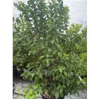 Citromfa (Citrus limon)