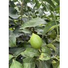 Citromfa (Citrus limon)