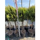 Arany keleti tuja (törzses)