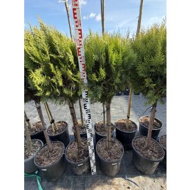 Arany keleti tuja (törzses)