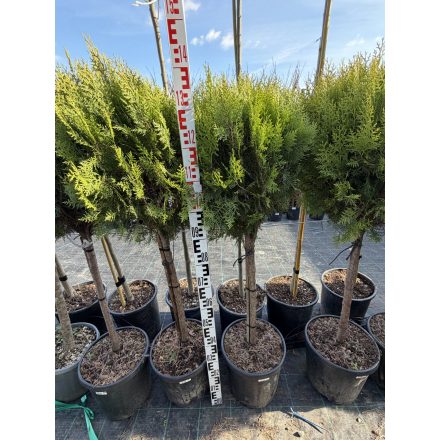 Arany keleti tuja (törzses)