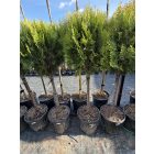 Arany keleti tuja (törzses)