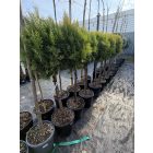 Arany keleti tuja (törzses)