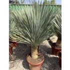 Yucca rostrata (130-150 cm magas)