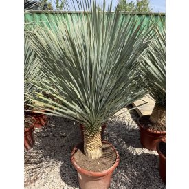 Yucca rostrata (130-150 cm magas)