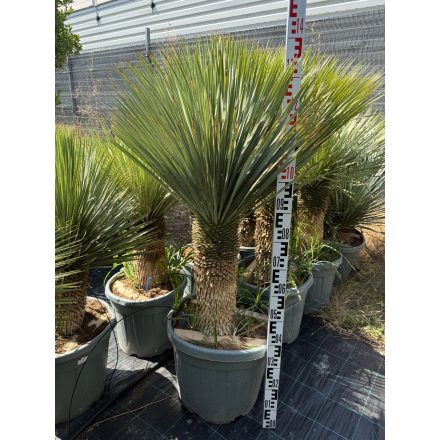 Yucca rostrata (130-150 cm magas)