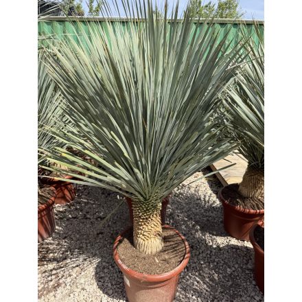 Yucca rostrata (130-150 cm magas)
