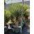 Yucca rostrata (130-150 cm magas)