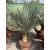 Yucca rostrata (130-150 cm magas)