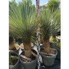 Yucca rostrata (130-150 cm magas)