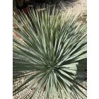 Yucca rostrata (130-150 cm magas)