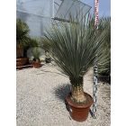 Yucca rostrata (130-150 cm magas)