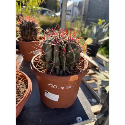 Ferocactus stainesii var. pilosusegy (25 cm magas)