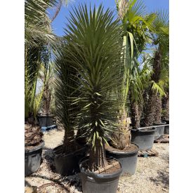 Yucca Filifera (3 méter magas)