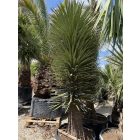 Yucca Filifera (3 méter magas)