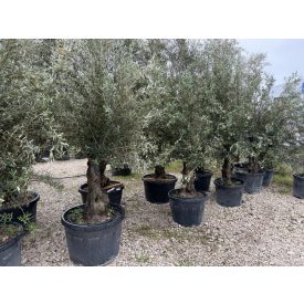 Olajfa (Picual) 2,5 méter magas  Olajfa (Picual) 2,5 méter magas