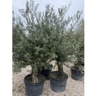 Olajfa (Picual) 2,5 méter magas 