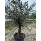 Olajfa (Picual) 2,5 méter magas 