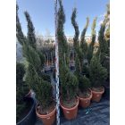 Leylandi Ciprus Spirál (180 cm)