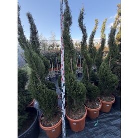 Leylandi Ciprus Spirál (180 cm)