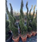 Leylandi Ciprus Spirál (180 cm)