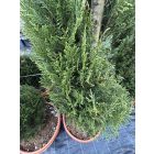 Leylandi Ciprus Spirál (180 cm)