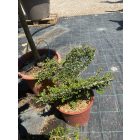 Pillangó forma / Lonicera Nitida (50 cm)