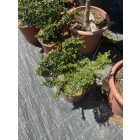 Pillangó forma / Lonicera Nitida (50 cm)