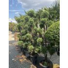 Leylandi pom-pom 1 (200 cm)