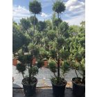 Leylandi pom-pom 1 (200 cm)