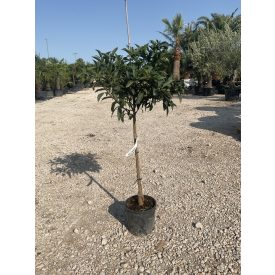 Törpe mandarin (130 cm magas)