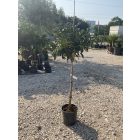 Törpe mandarin (130 cm magas)