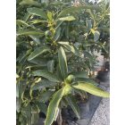 Törpe mandarin (130 cm magas)