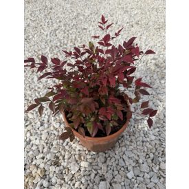 Japán szentfa (30 cm)