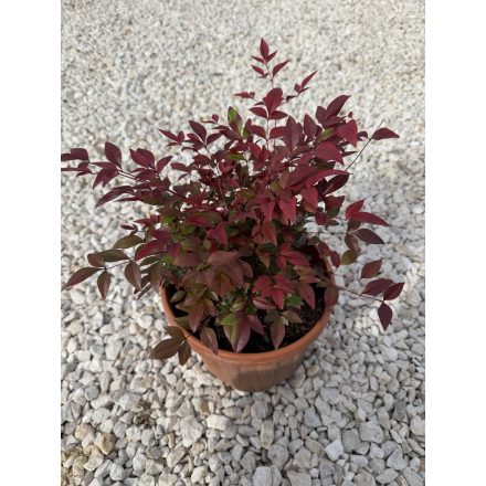 Japán szentfa (30 cm)