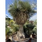 Yucca rostrata ( Óriás!)