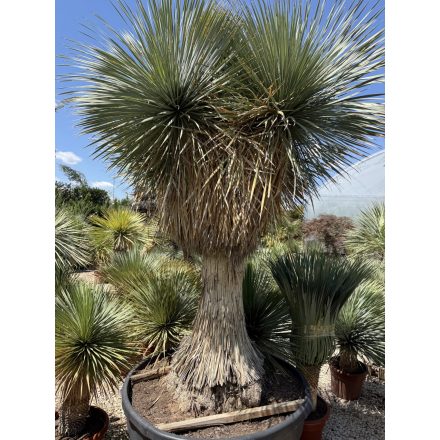 Yucca rostrata ( Óriás!)